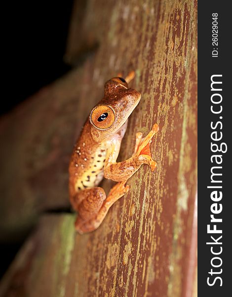 A species of parachute tree frog, or flying frog, from Tawau Hills Park, Sabah, Malaysia, Borneo. A species of parachute tree frog, or flying frog, from Tawau Hills Park, Sabah, Malaysia, Borneo.