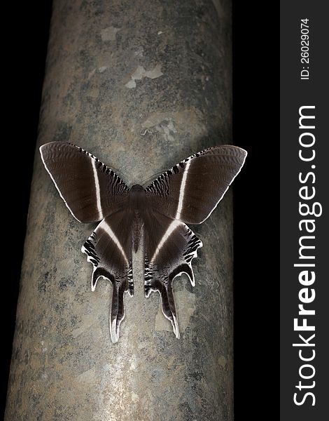 A large brown swallowtail moth (Uraniidae) found at night in Tawau Hills Park, Sabah, Malaysia. A large brown swallowtail moth (Uraniidae) found at night in Tawau Hills Park, Sabah, Malaysia.