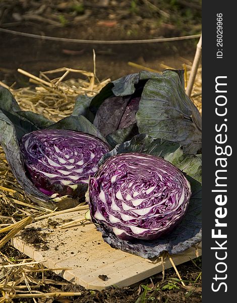 Fresh red cabbage sliced showing the colour and contrast in the centre. Fresh red cabbage sliced showing the colour and contrast in the centre