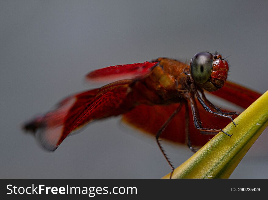 Red Dragonfly hang on a green leaf with macro focus on legs and eye