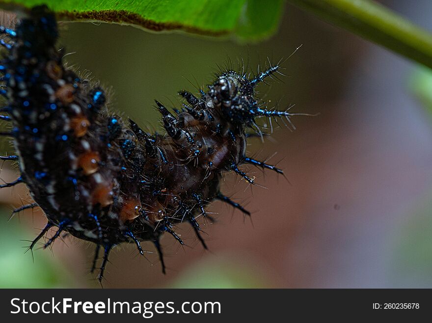 Fantastic Caterpillar Hang On A Green Leaf With Macro Focus Zoom On The Body Horns