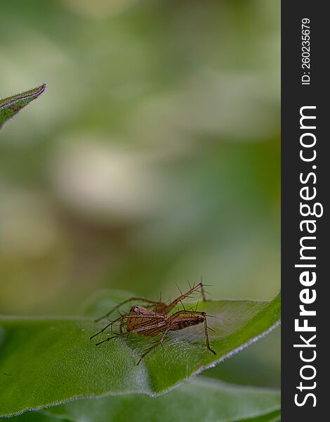 Jumping spider on side view on the green leaf plants