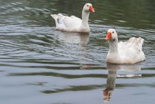 Geese Royalty Free Stock Images Geese Royalty Free Stock Images