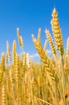 Mature Ears Of Wheat. Stock Photos Mature Ears Of Wheat. Stock Photos