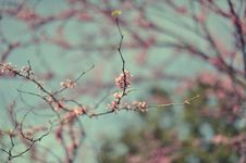 Blossoming Trees Royalty Free Stock Photo Blossoming Trees Royalty Free Stock Photo