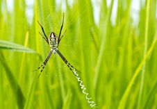 Yellow-black Spider In Her Spiderweb Royalty Free Stock Photography Yellow-black Spider In Her Spiderweb Royalty Free Stock Photography