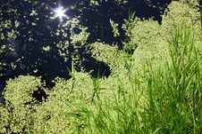 Duckweed In The Pond Royalty Free Stock Image