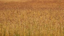 The Field Of Rye Stock Photo The Field Of Rye Stock Photo