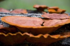 Mushrooms On Tree Trunk Close Up Stock Image Mushrooms On Tree Trunk Close Up Stock Image