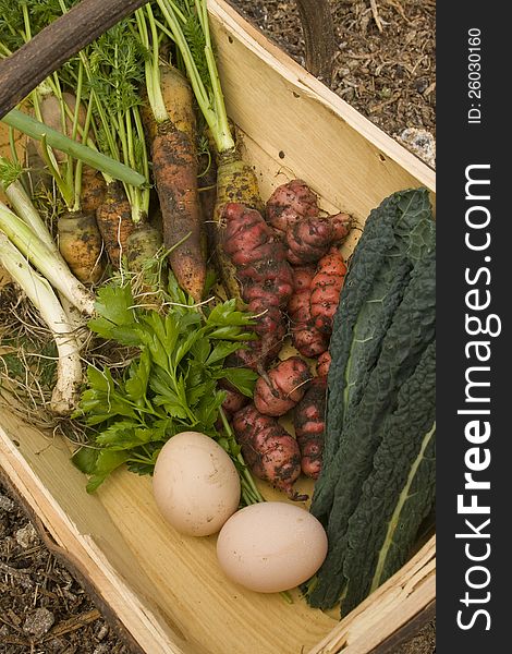 Trug carrying a range of freshly collected and harvested produce from a home organic garden. Trug carrying a range of freshly collected and harvested produce from a home organic garden