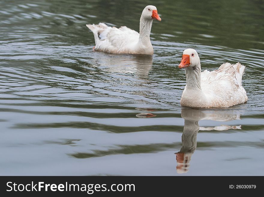 Two geese are swimming around in the lake.