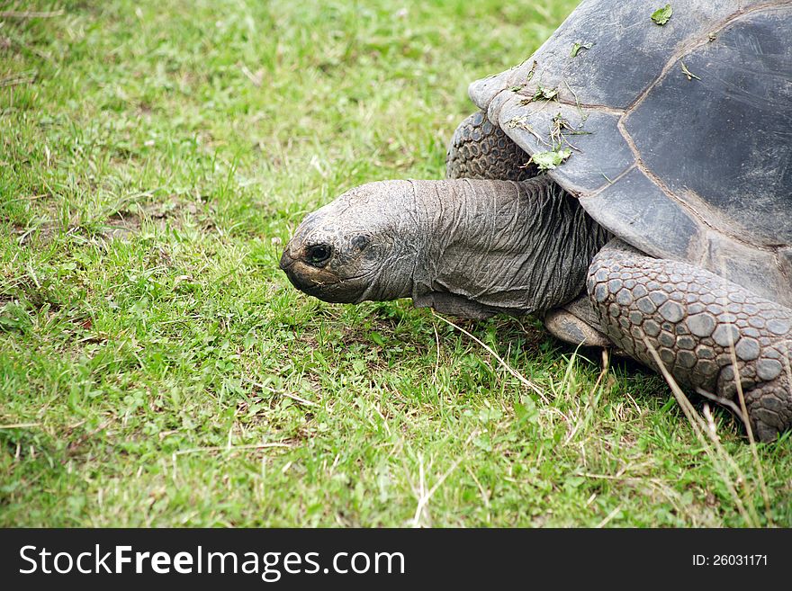 Closeup of big tortoise on green grass. Closeup of big tortoise on green grass