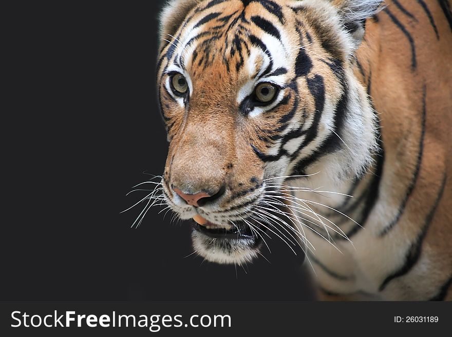 Closeup portrait of beautiful tiger on dark background. Closeup portrait of beautiful tiger on dark background