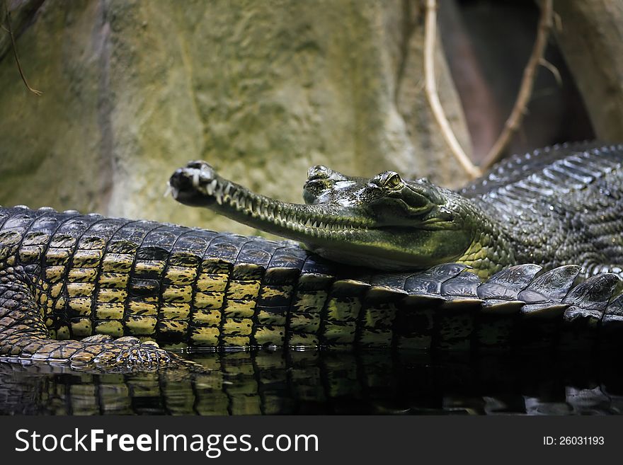 Closeup of long-nosed crocodiles named Gharial. Closeup of long-nosed crocodiles named Gharial