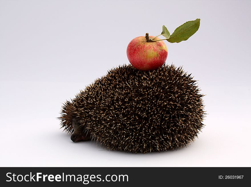 Hedgehog with an apple on its back, on white background. Hedgehog with an apple on its back, on white background.