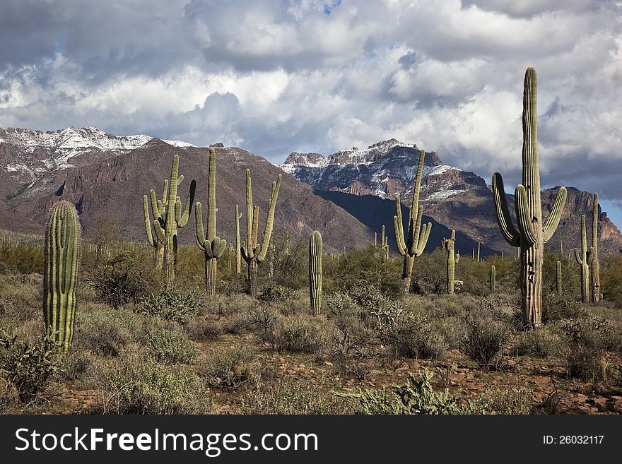 Snow dusted Superstition Mountains and large saguaro cacti. Snow dusted Superstition Mountains and large saguaro cacti