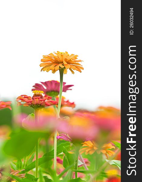 Yellow Zinnia Flower In The Garden