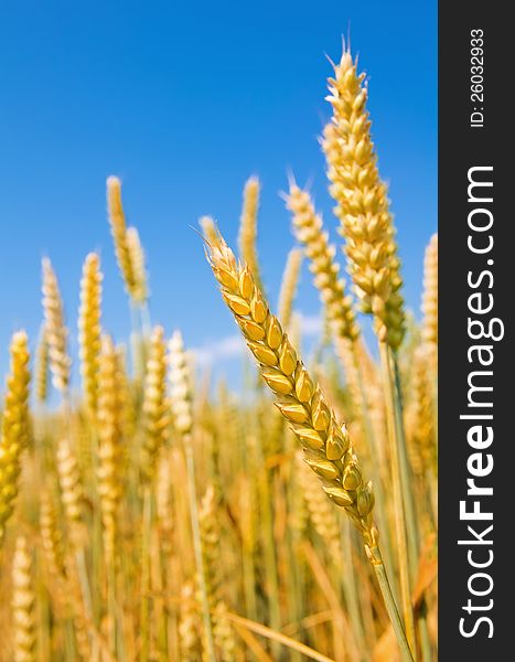 Mature ears of cereals against the dark blue sky. Mature ears of cereals against the dark blue sky