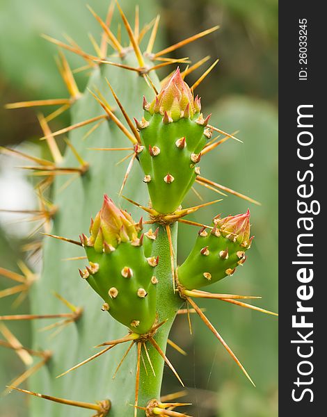 Blooming flower and Thorny leaf of the prickly pear cactus plant