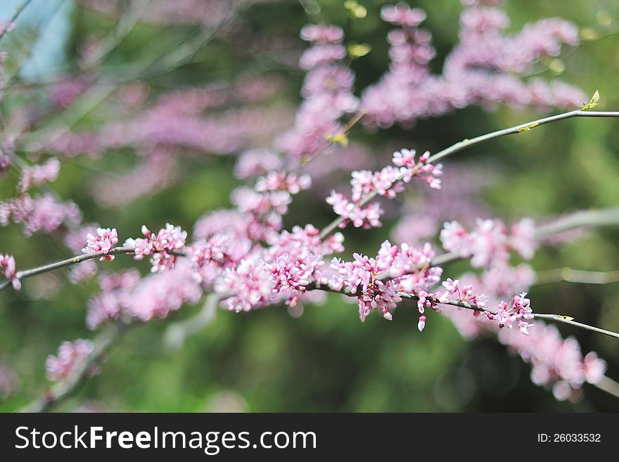 Branches of a blossoming fruit tree. Branches of a blossoming fruit tree