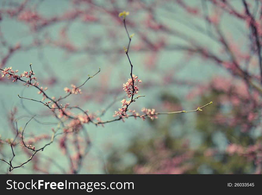 Branches of a blossoming fruit tree. Branches of a blossoming fruit tree