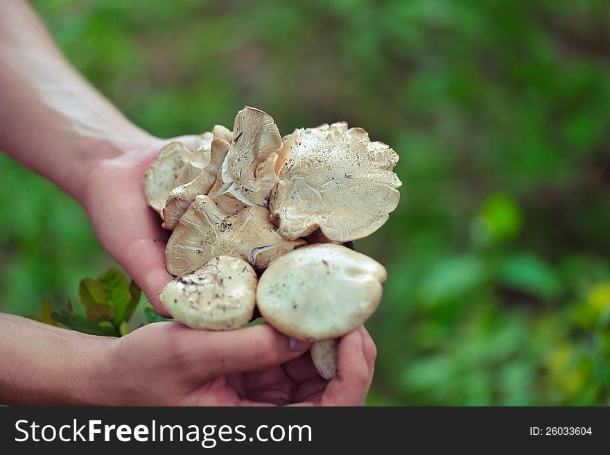 Against a grass of a hand hold fresh cepes. Against a grass of a hand hold fresh cepes