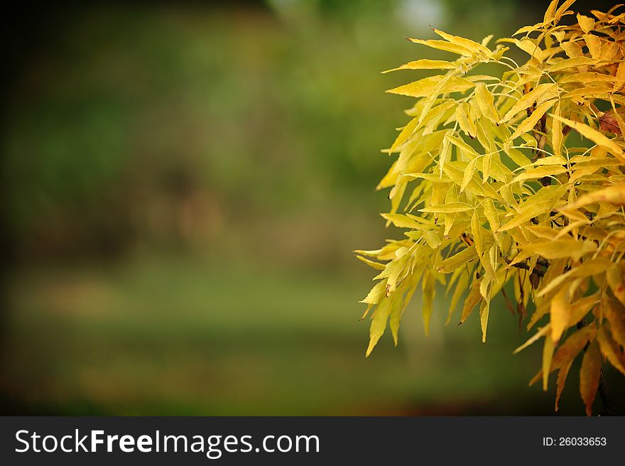 Large foreground of a branch of an autumn tree. Large foreground of a branch of an autumn tree