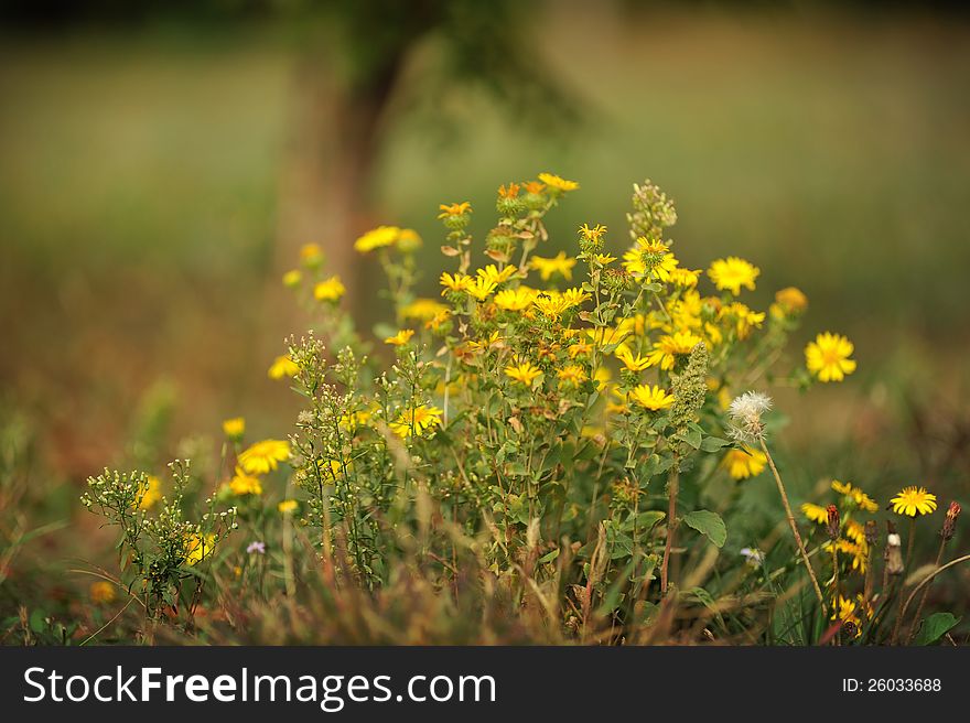 Close up a bush of wild yellow flowers on a green background. Close up a bush of wild yellow flowers on a green background