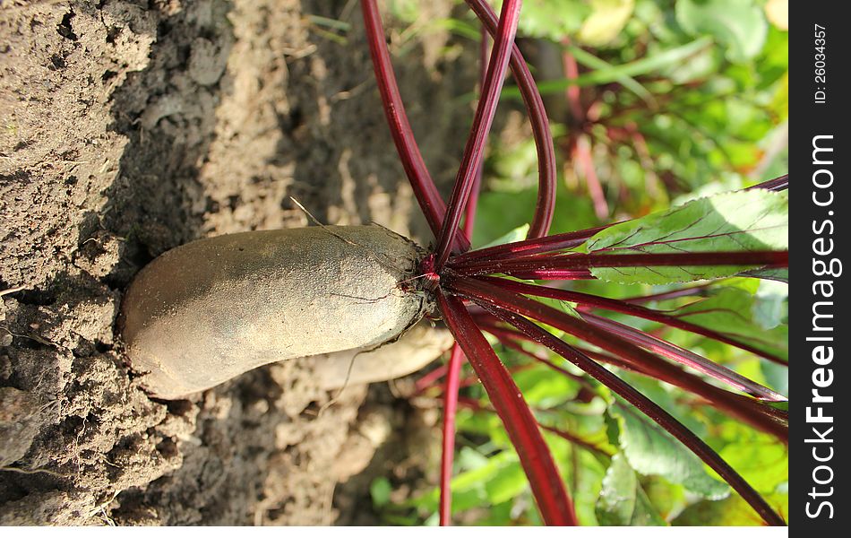 Cylindrical beets  growing in a soil ( close up)