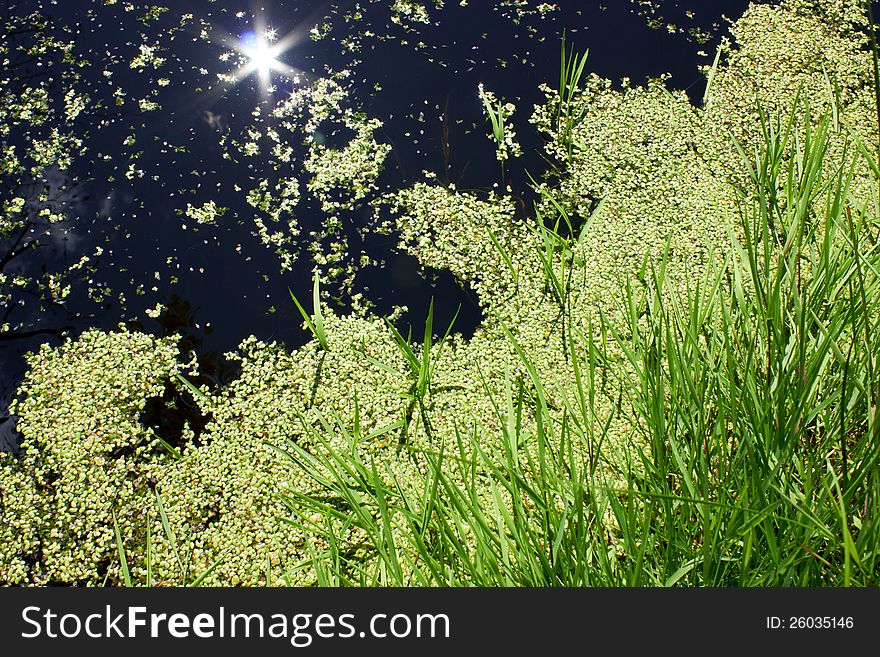 The water is covered with duckweed. The water is covered with duckweed