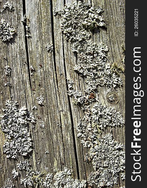 Lichen on the surface of an old tree. Lichen on the surface of an old tree