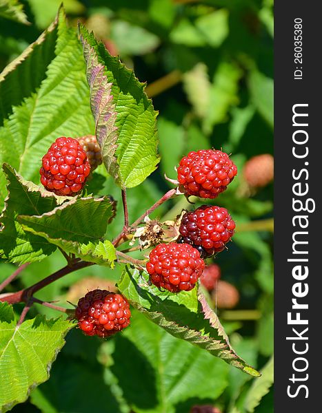 Red summer berries ready to be picked