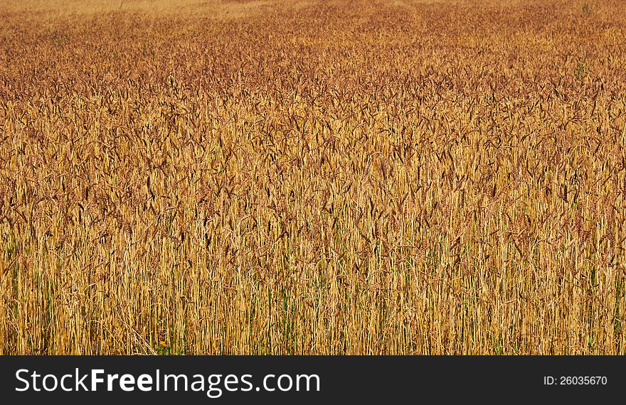 The field full of ripe corn. The field full of ripe corn