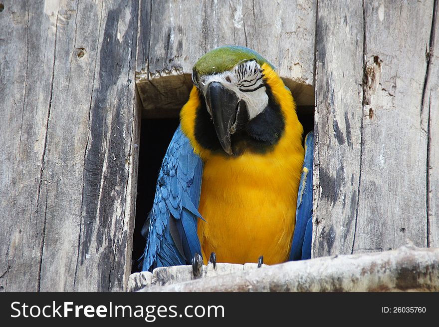 Colorful Parrot Bird