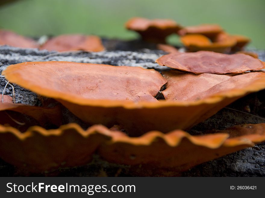 Mushrooms on tree trunk close up