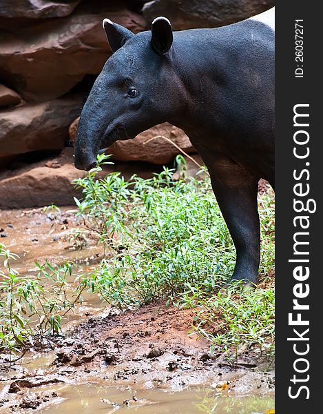 Malayan Tapir, also called Asian Tapir (Tapirus indicus). Malayan Tapir, also called Asian Tapir (Tapirus indicus)