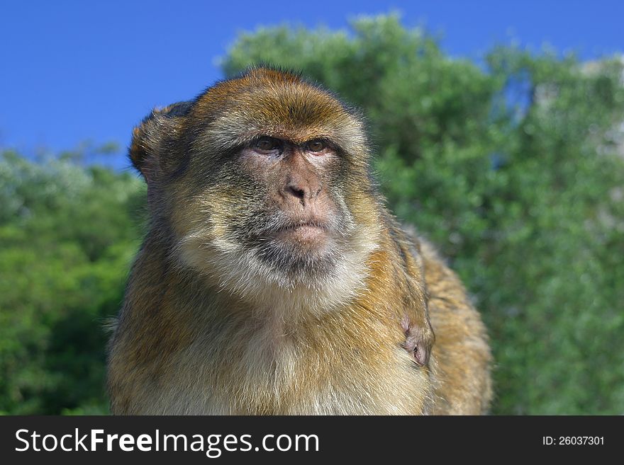 Mother monkey with a cub on the back carefully observed around