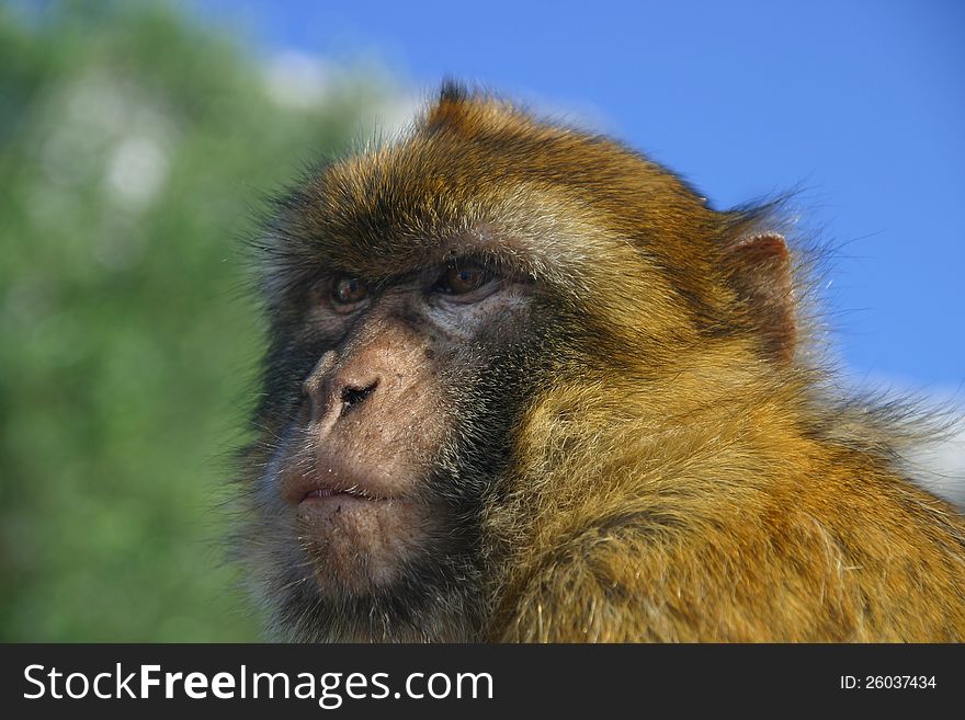 Young monkey carefully observed around looking for food. Young monkey carefully observed around looking for food