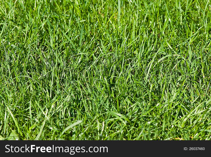 Water Droplets On Green Grass