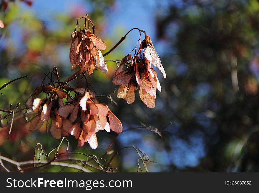 Closeup of dried samaras clusters on dead branches of a tree. The winged seeds are pinkish in color and hang down in bunches from their leafless branches. The background is blurry. The landscape color photograph was taken during a clear sunny day. Closeup of dried samaras clusters on dead branches of a tree. The winged seeds are pinkish in color and hang down in bunches from their leafless branches. The background is blurry. The landscape color photograph was taken during a clear sunny day.