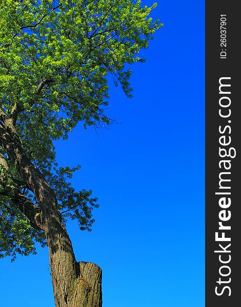 Maple tree flourishing and thriving despite having a truncated limb. Vertical color photograph with clear blue sky background. Maple tree flourishing and thriving despite having a truncated limb. Vertical color photograph with clear blue sky background