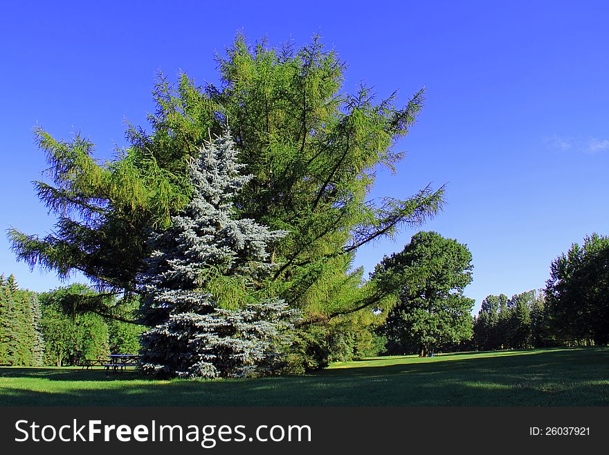 A couple of conifer trees with interlaced branches as if they were hugging each others in sign of affection. Landscape color photograph with clear blue sky background. A couple of conifer trees with interlaced branches as if they were hugging each others in sign of affection. Landscape color photograph with clear blue sky background.