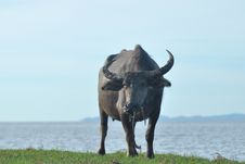 Water Buffalo Eating Grass In A Field. Stock Photos