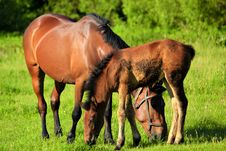Red Horse With A Foal. Stock Image Red Horse With A Foal. Stock Image