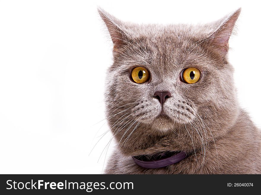 British cat shows grin on a white background