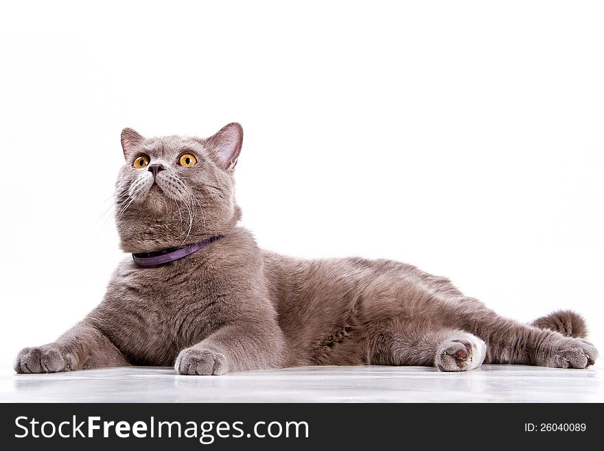 The British cat lying on a white background