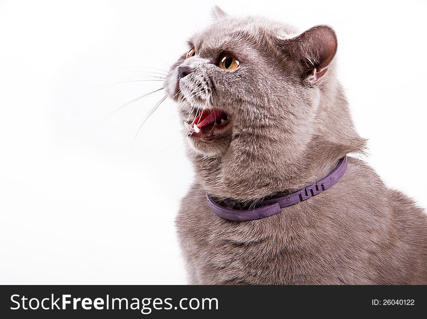 British cat shows grin on a white background