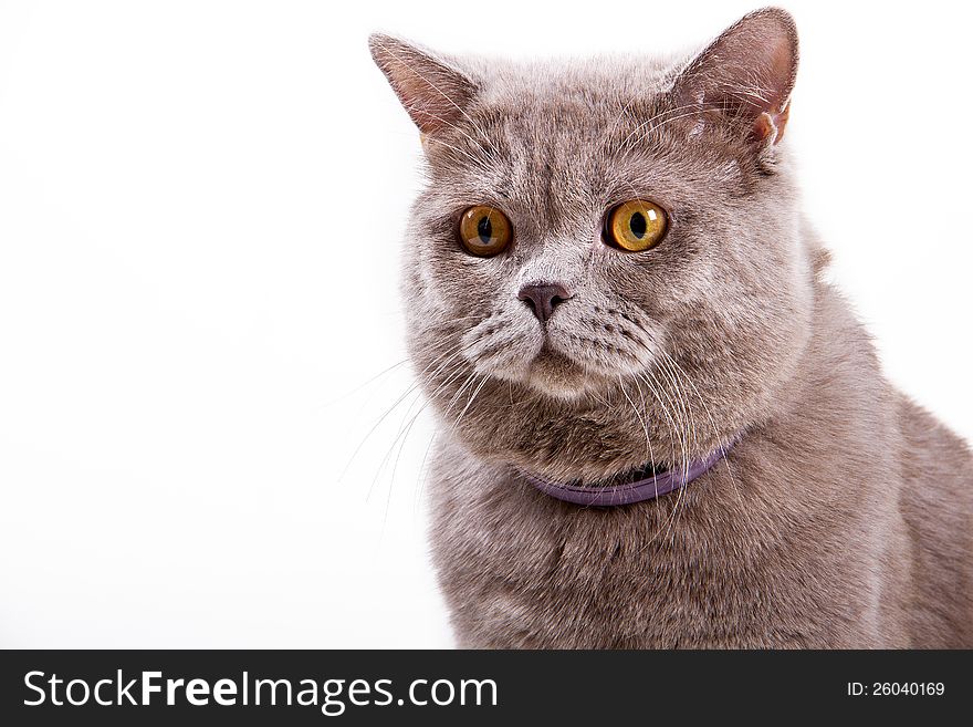 British cat shows grin on a white background