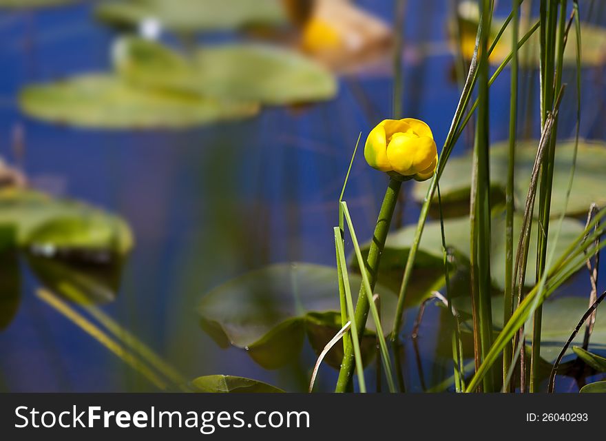 Yellow Flower on Alpine Lake. Yellow Flower on Alpine Lake