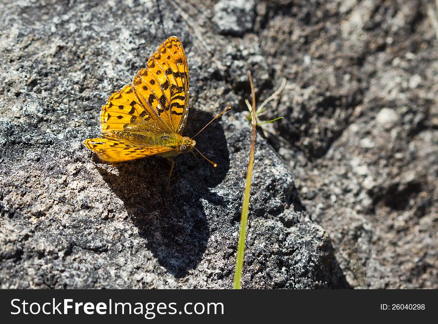 Orange Butterfly on Rocky Background